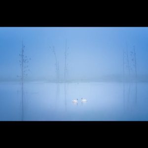 Wendy Nelson
