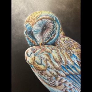 Kayleigh Willis