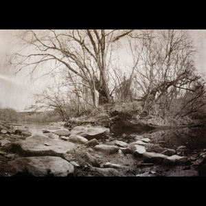 Donna Thome